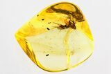 Detailed Fossil Flies (Dolichopodidae) In Baltic Amber #325484-1